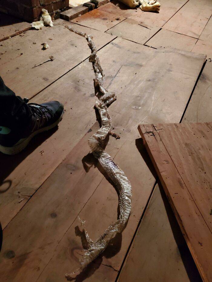 snake on the loose in the attic