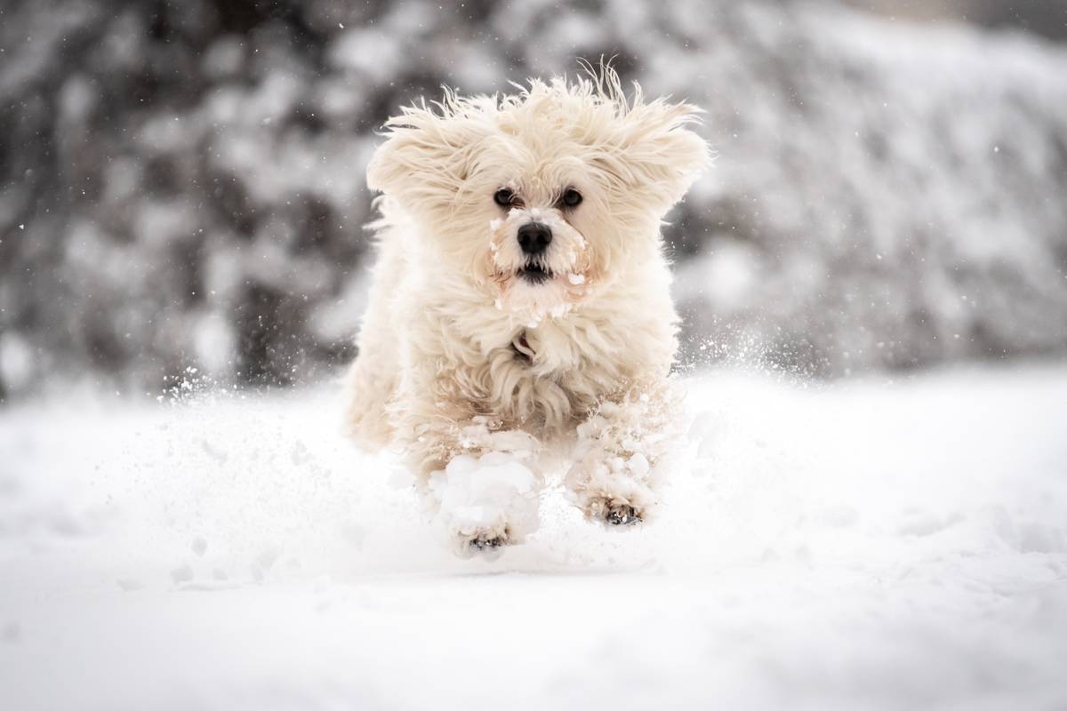 Snow in Munich