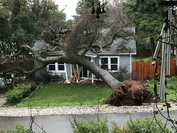 tree falls on house after renovation