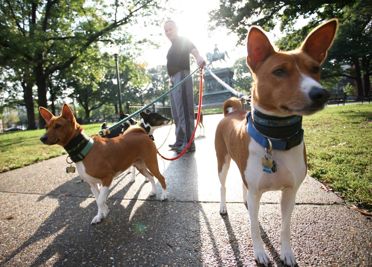 William Key, a volunteer for Basenji Res