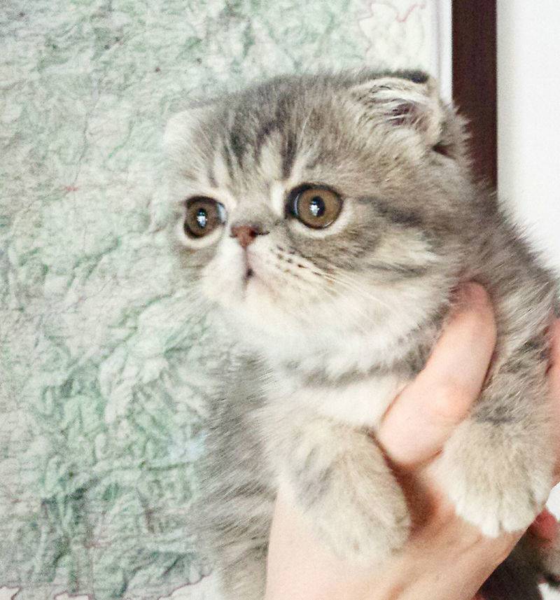 Cachorro_de_Gato_FoldEx_(_Belisario_del_Laberinto_)