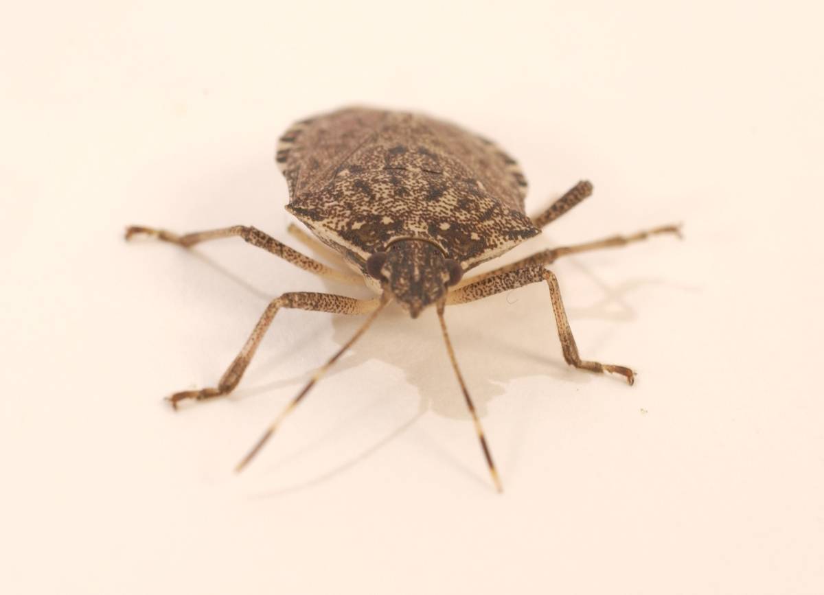 10/7/05 photo Ryan McFadden Stink bug Stinkbug in studio