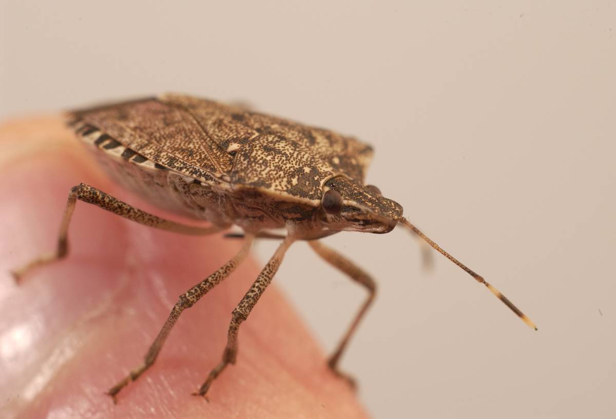 10/7/05 photo Ryan McFadden Stink bug Stinkbug in studio