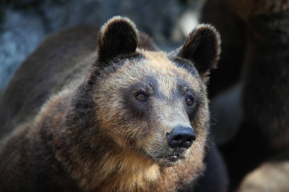 Arosa Bear Foundatio