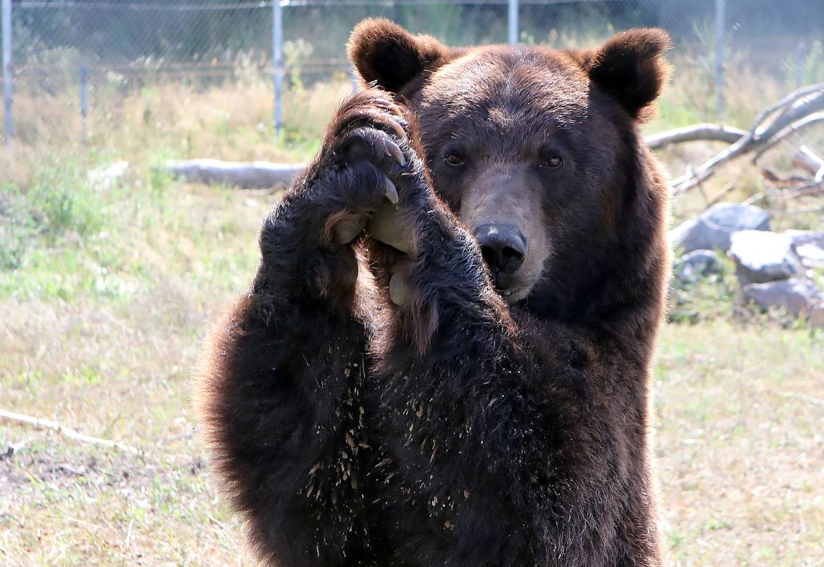 Arosa Bear Foundation