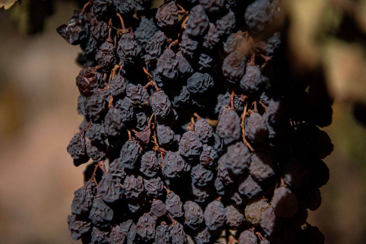 Dried Grapes