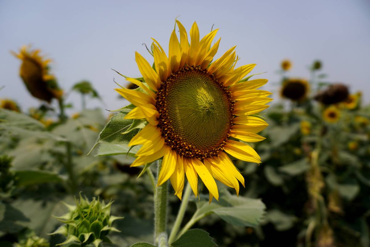 Sunflower