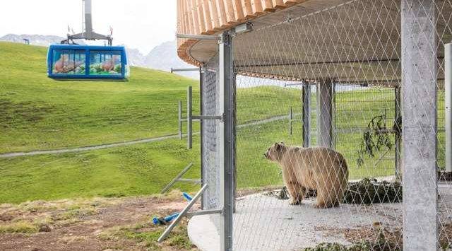 adaptation-enclosure-napa-bear-e1535128908904