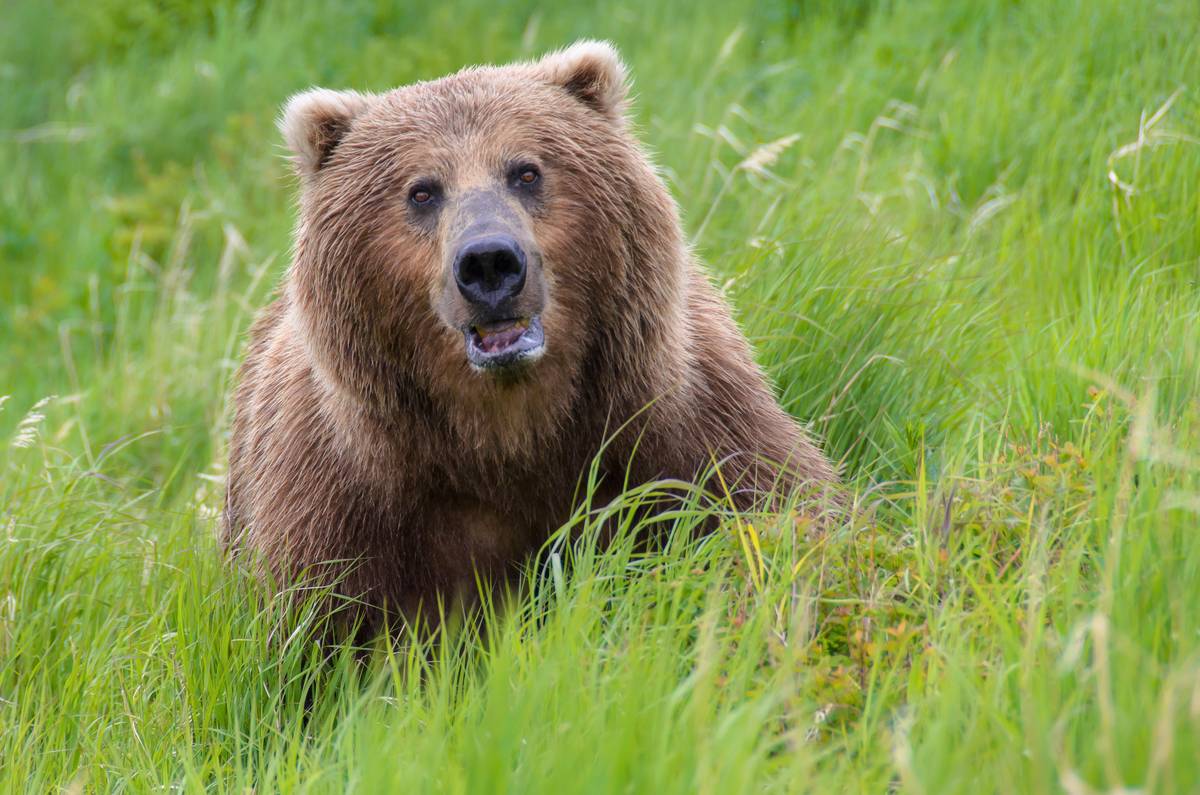 Alaska Brown Bears