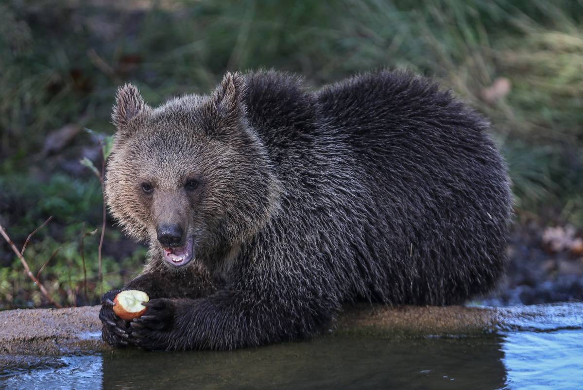 Baby brown bears in Turkey's Bursa