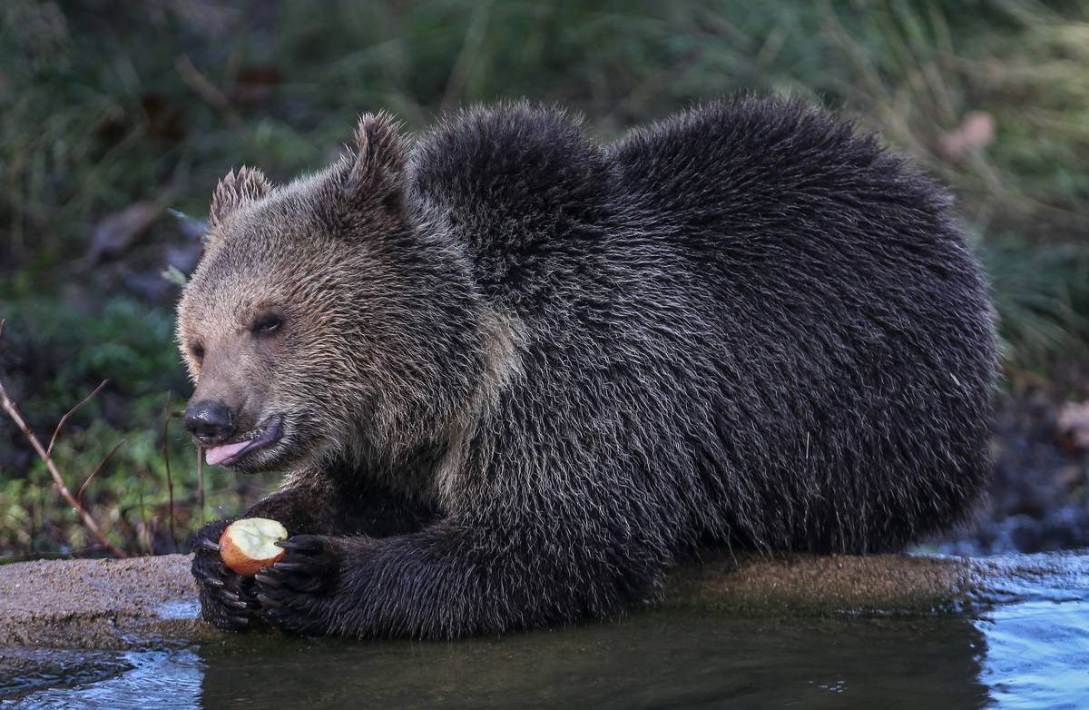 Baby brown bears in Turkey's Bursa