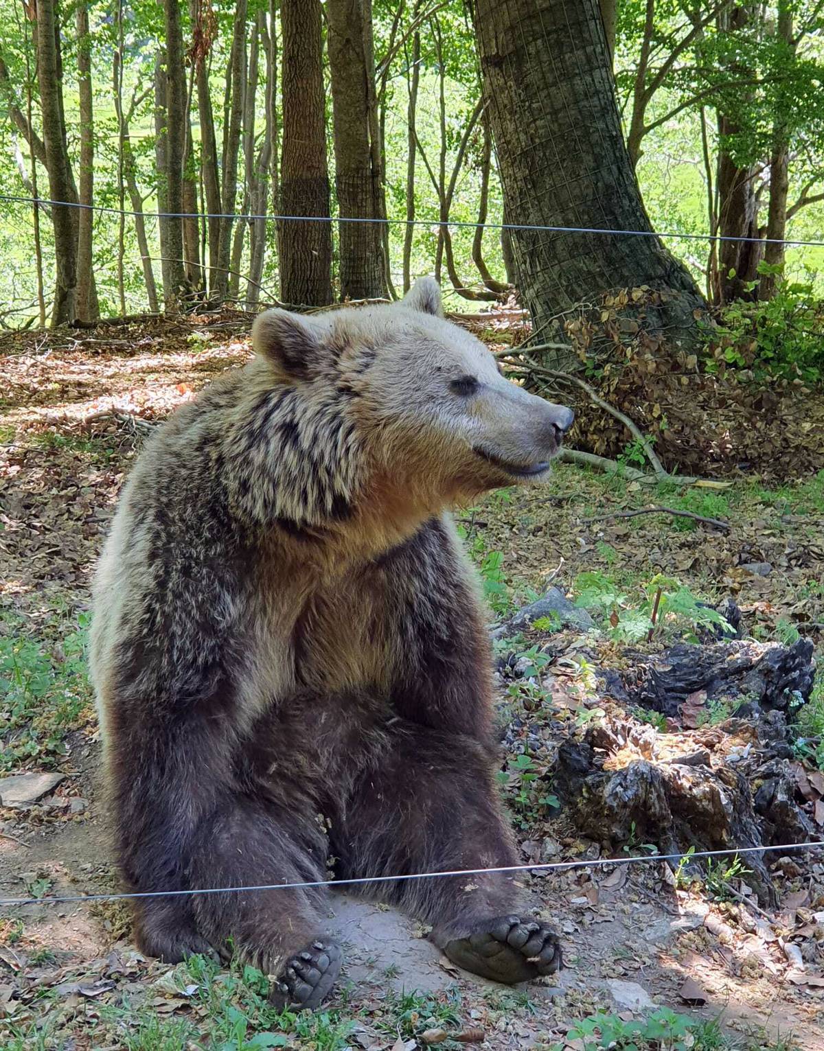 Brown bears in facility of animal protection organization Arcturos