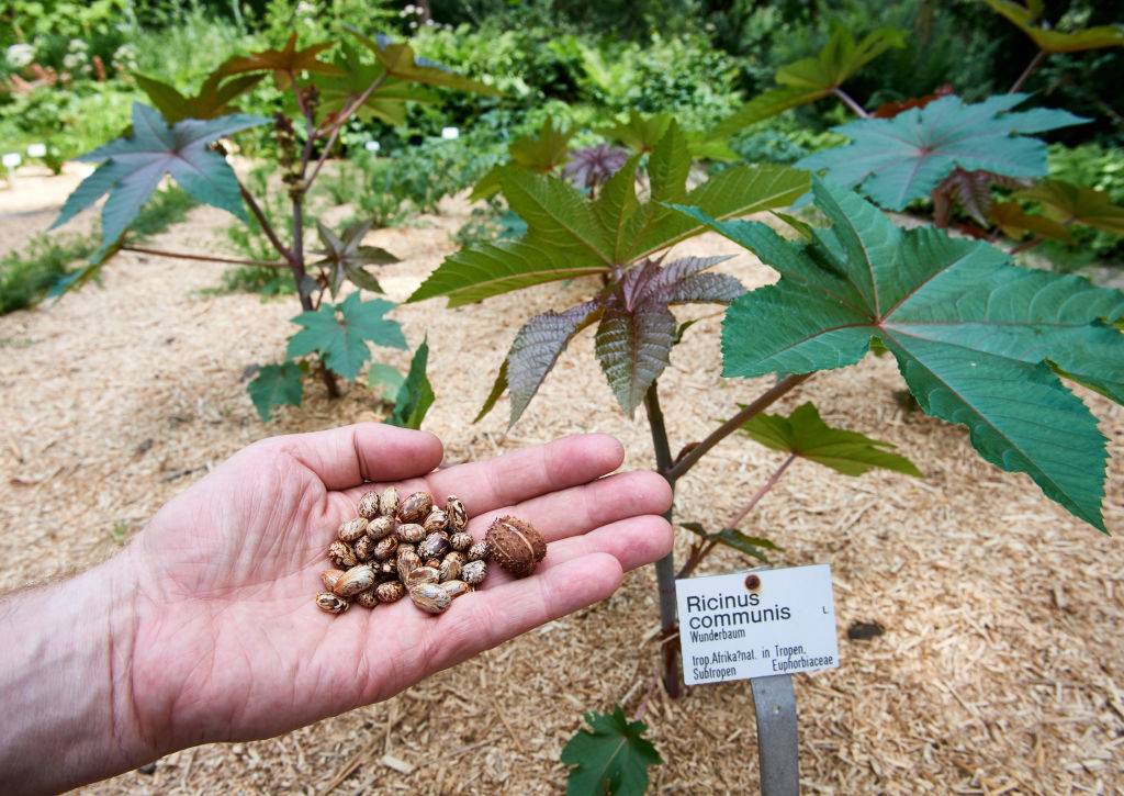 A research assistant showing the seeds and a fruit of the castor bean or croton
