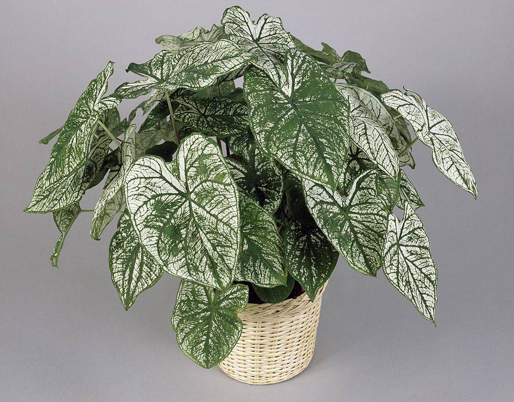 elephant ear plant in a basket