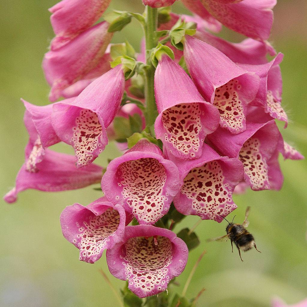 A bumblebee arrives at a foxglove flower to collect pollen