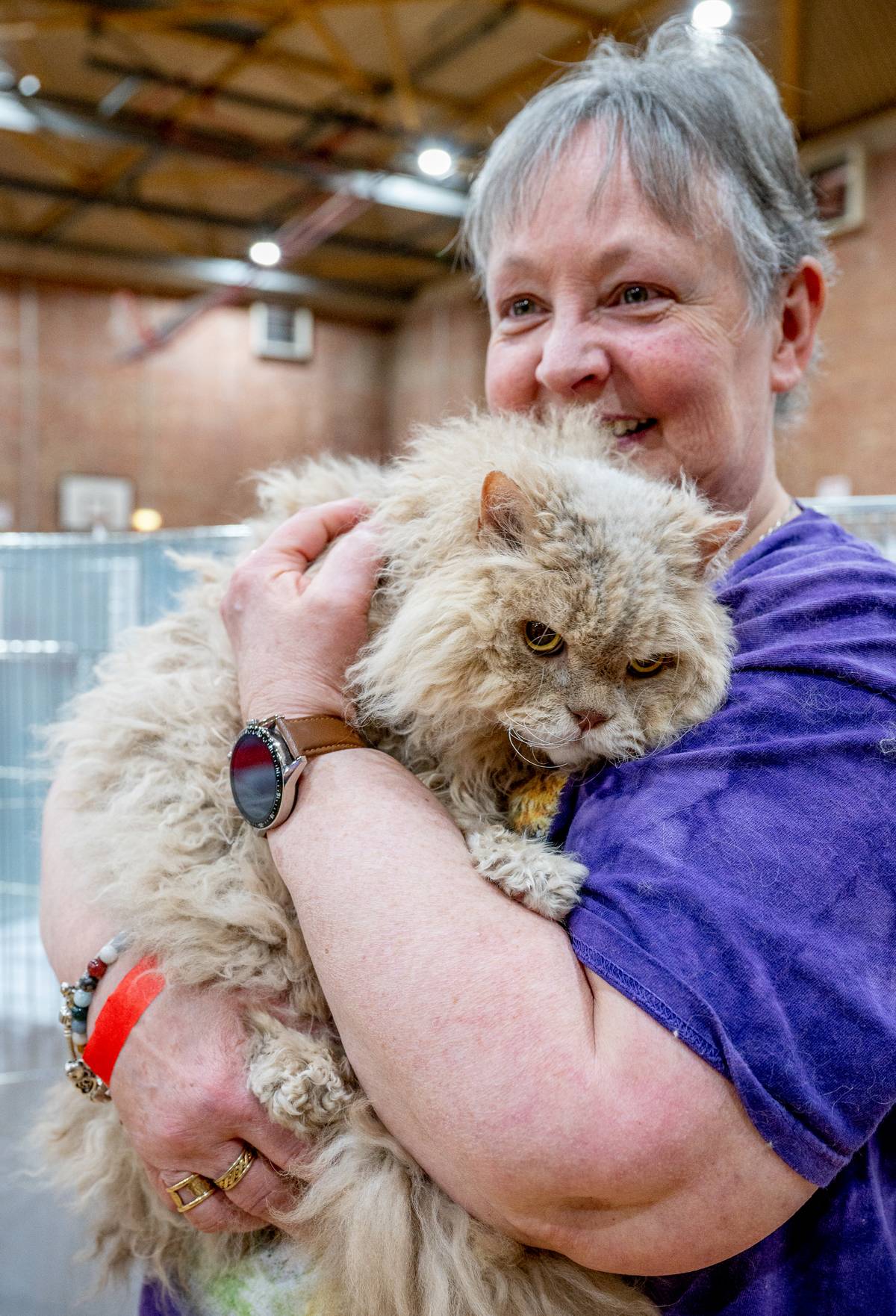 GCCF Merseyside Cat Show
