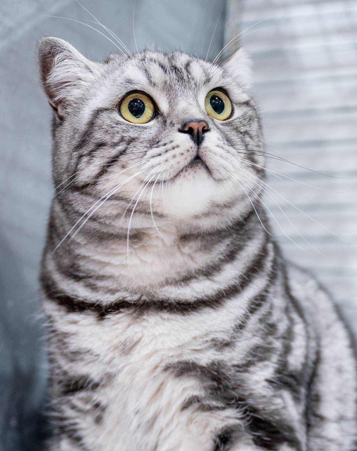 GCCF Merseyside Cat Show