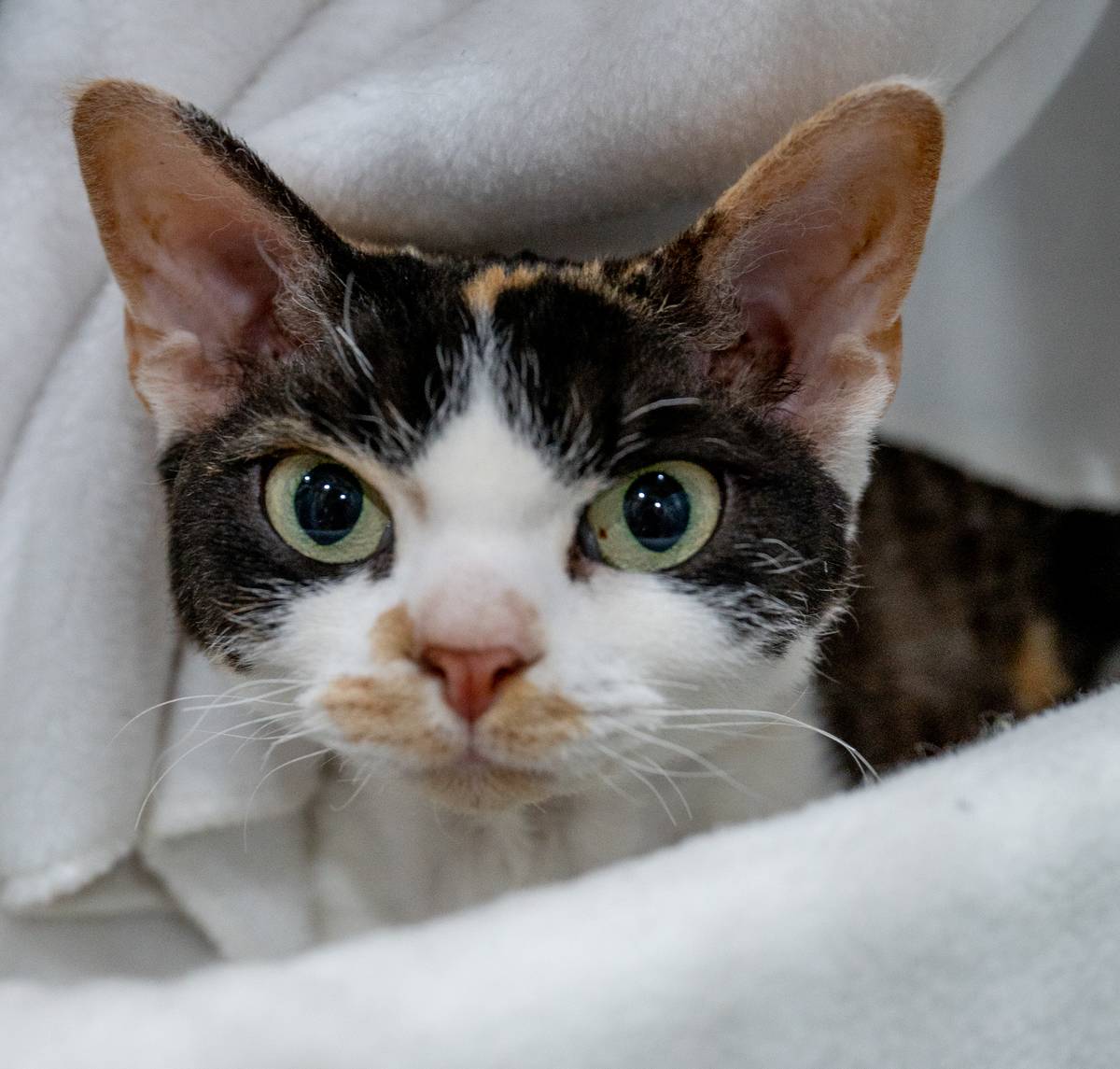 GCCF Merseyside Cat Show