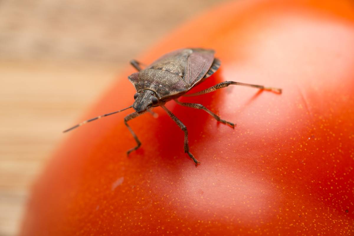 Halyomorpha halys, the brown marmorated stink bug, stink bug on a tomato