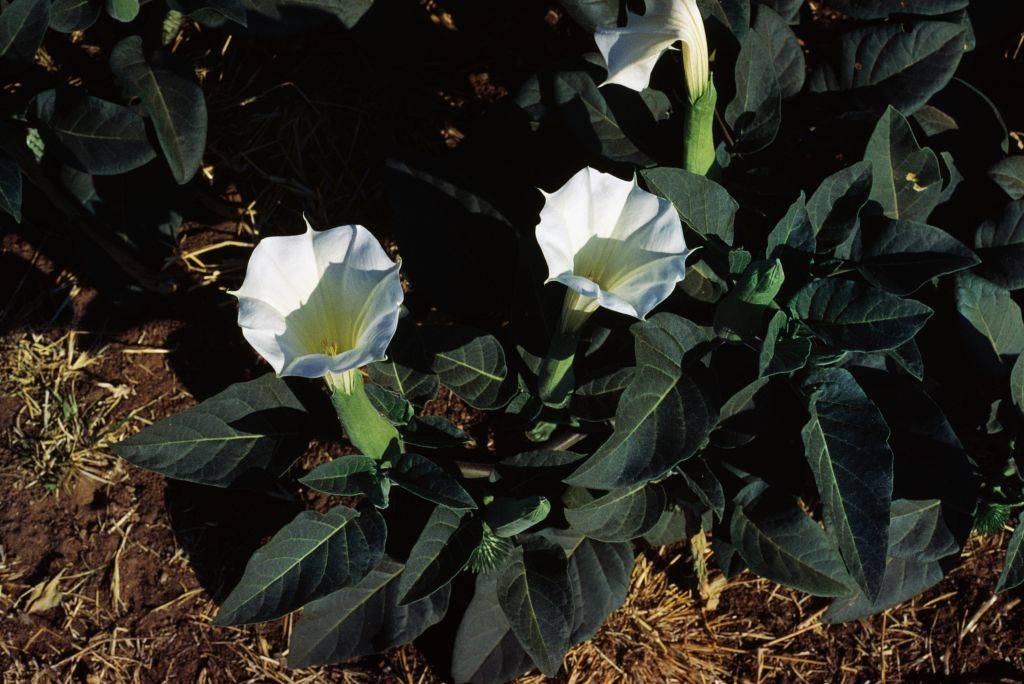 jimson weed with white flowers