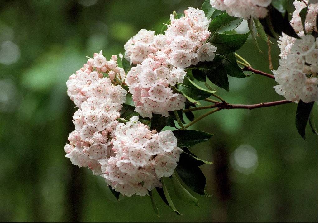 mountain laurel blooming