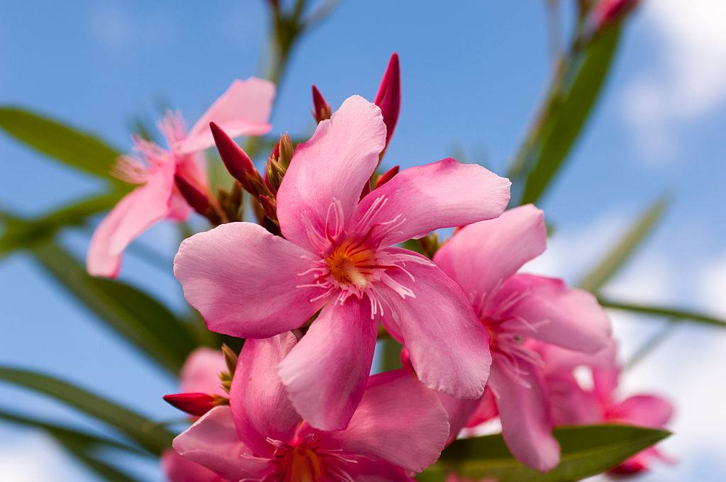 Close-up of pink Oleander