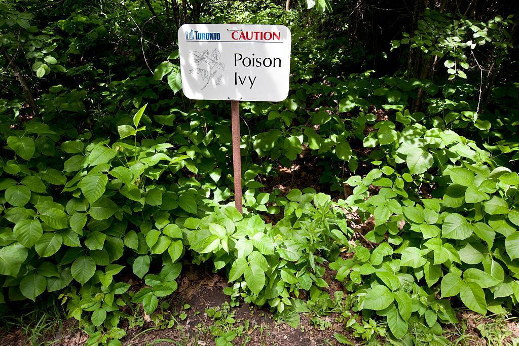 Poison Ivy lines the pathway in High Park on the south side of Grenadier Pond