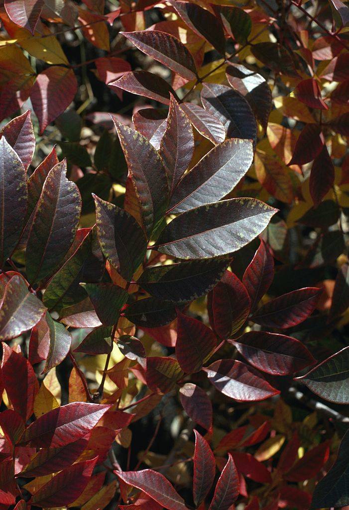poison sumac brown leaves