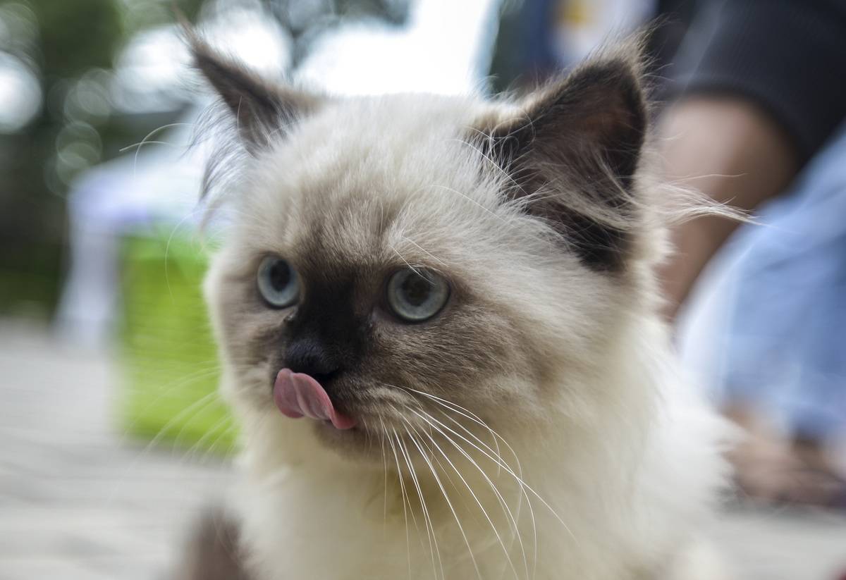 Rabies vaccine for pet in Jakarta