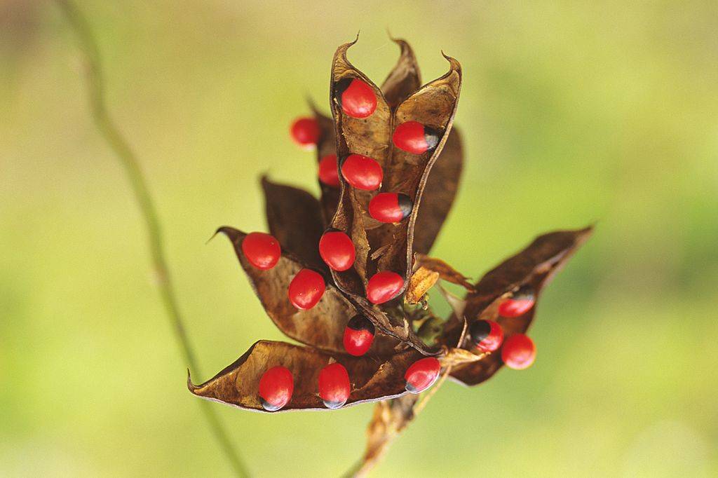 rosary pea seeds with bold red and black warning colors