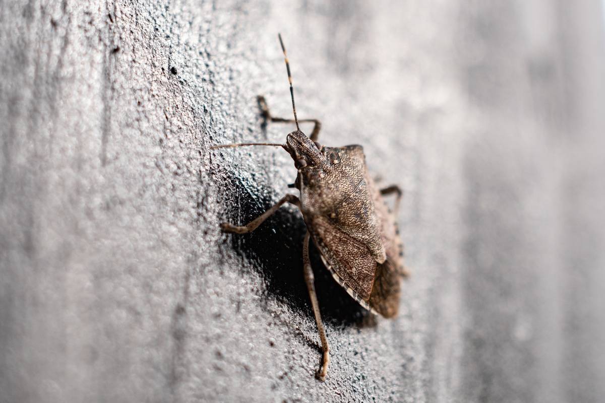 Stink Bug In Germany
