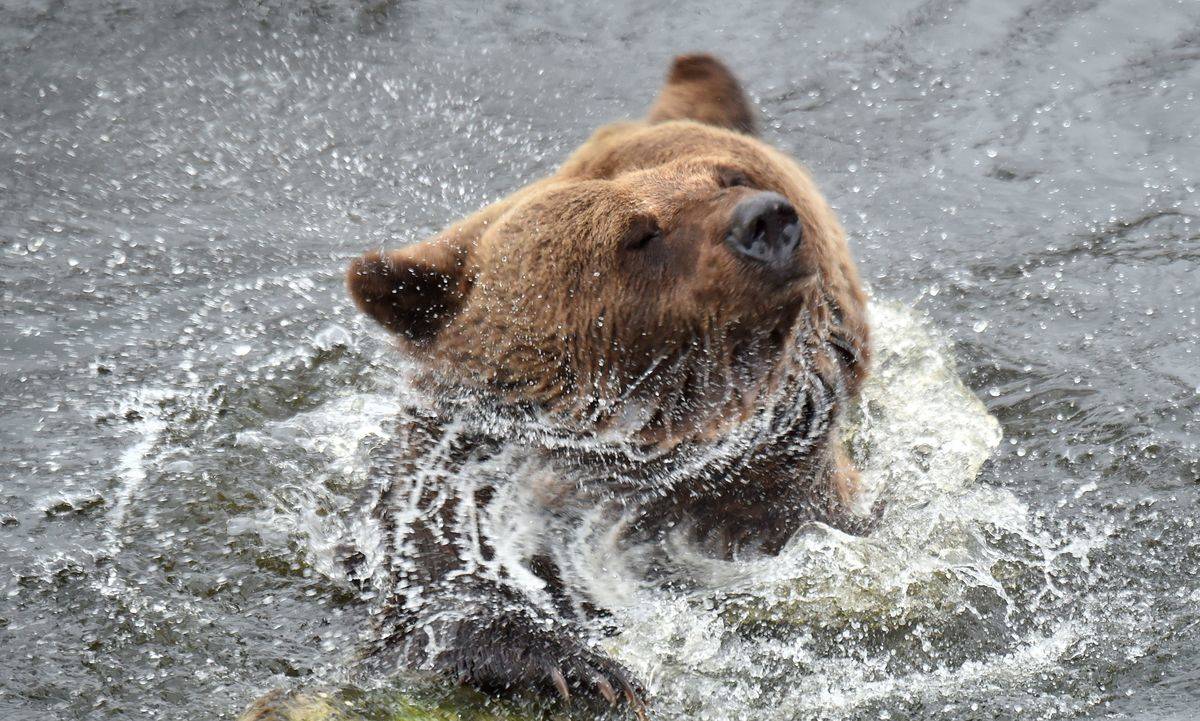 UKRAINE-ANIMAL-NATURE-BEARS-ENVIRONMENT