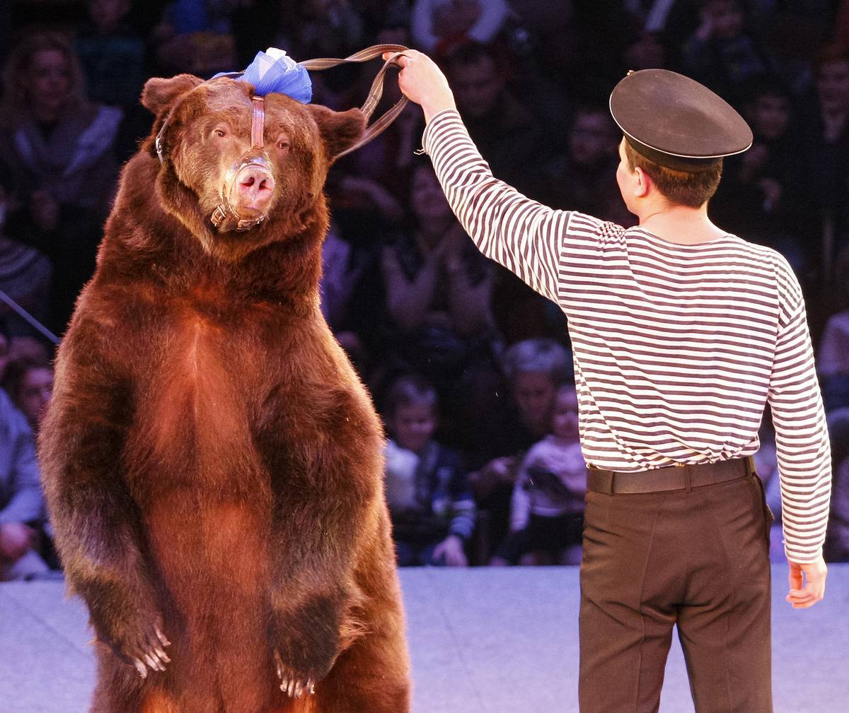 Ukrainian National Circus presents new show
