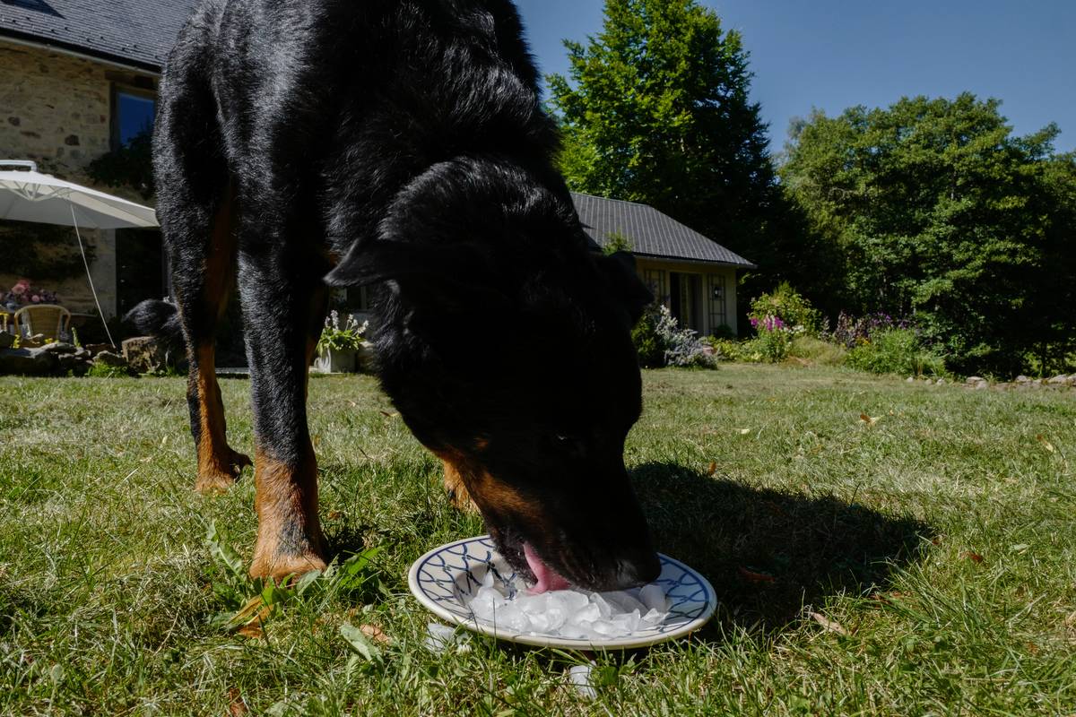 Gaspard, a three year old Beauceron, a herding dog breed, eats ice from a bowl in his owners garden in an attempt to keep cool on July 18, 2022