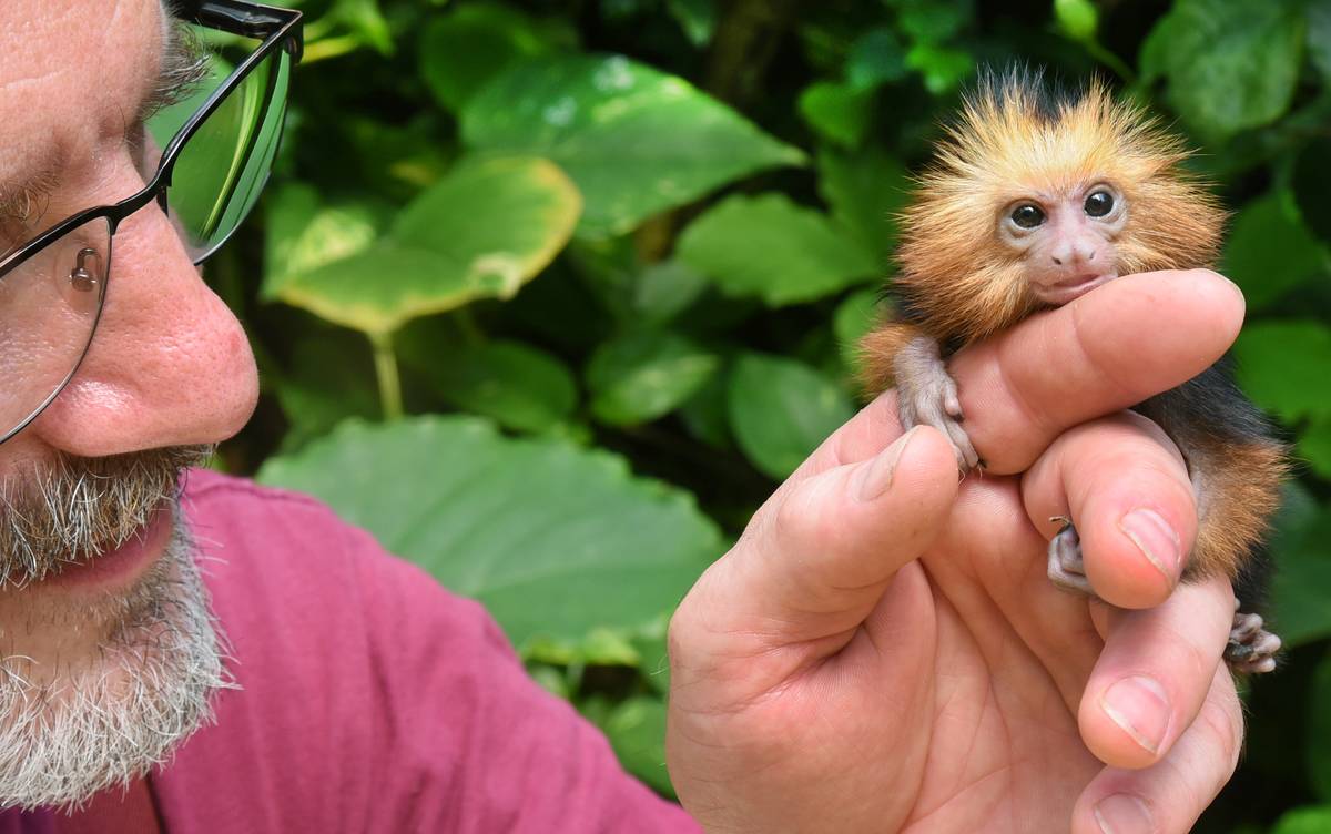 Baby monkeys in butterfly park