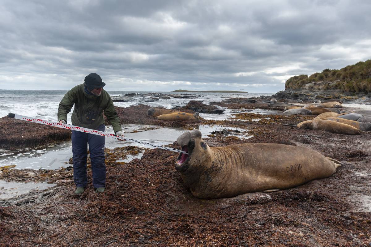 A biologist measures the nose of a southern elephant seal