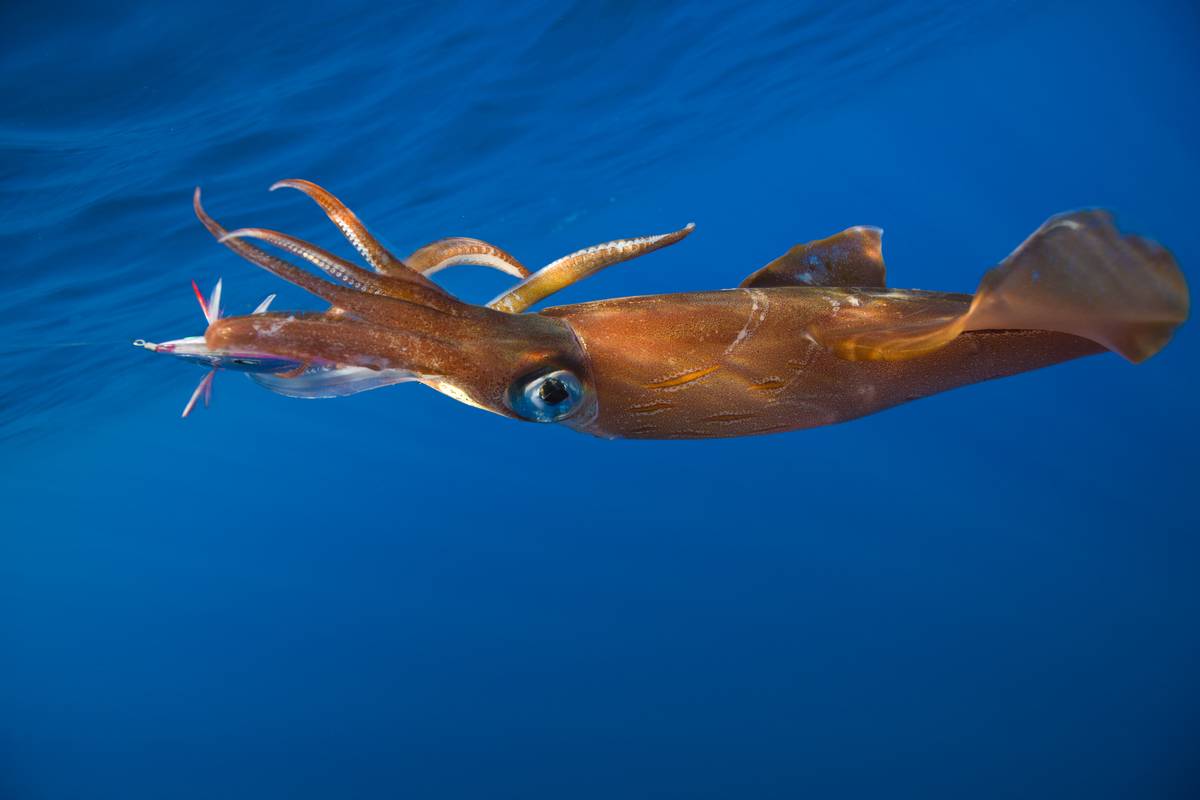 Veined Kalmar on Fish Hook, Loligo forbesi, Azores, Atlantic Ocean, Portugal