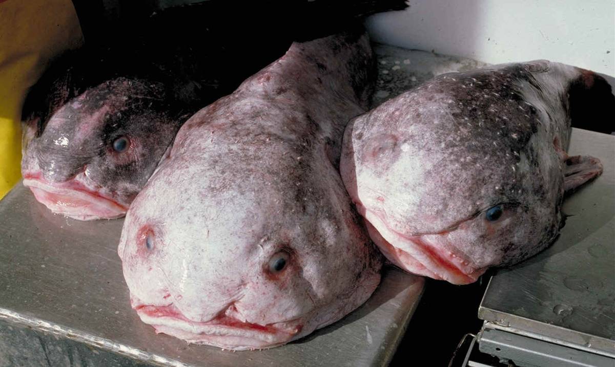three blobfish laying on a table