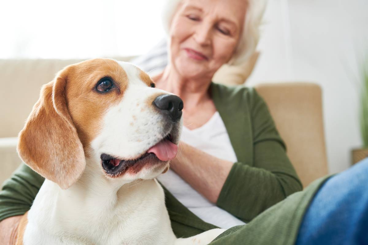 beagle-dog-with-senior-owner-2021-09-24-03-57-29-utc