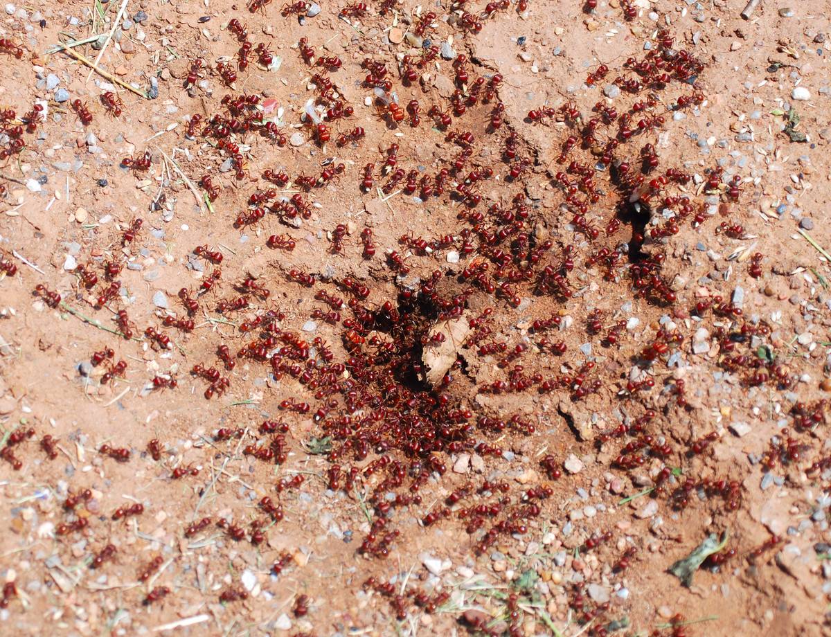 Close up of a pile of red ants