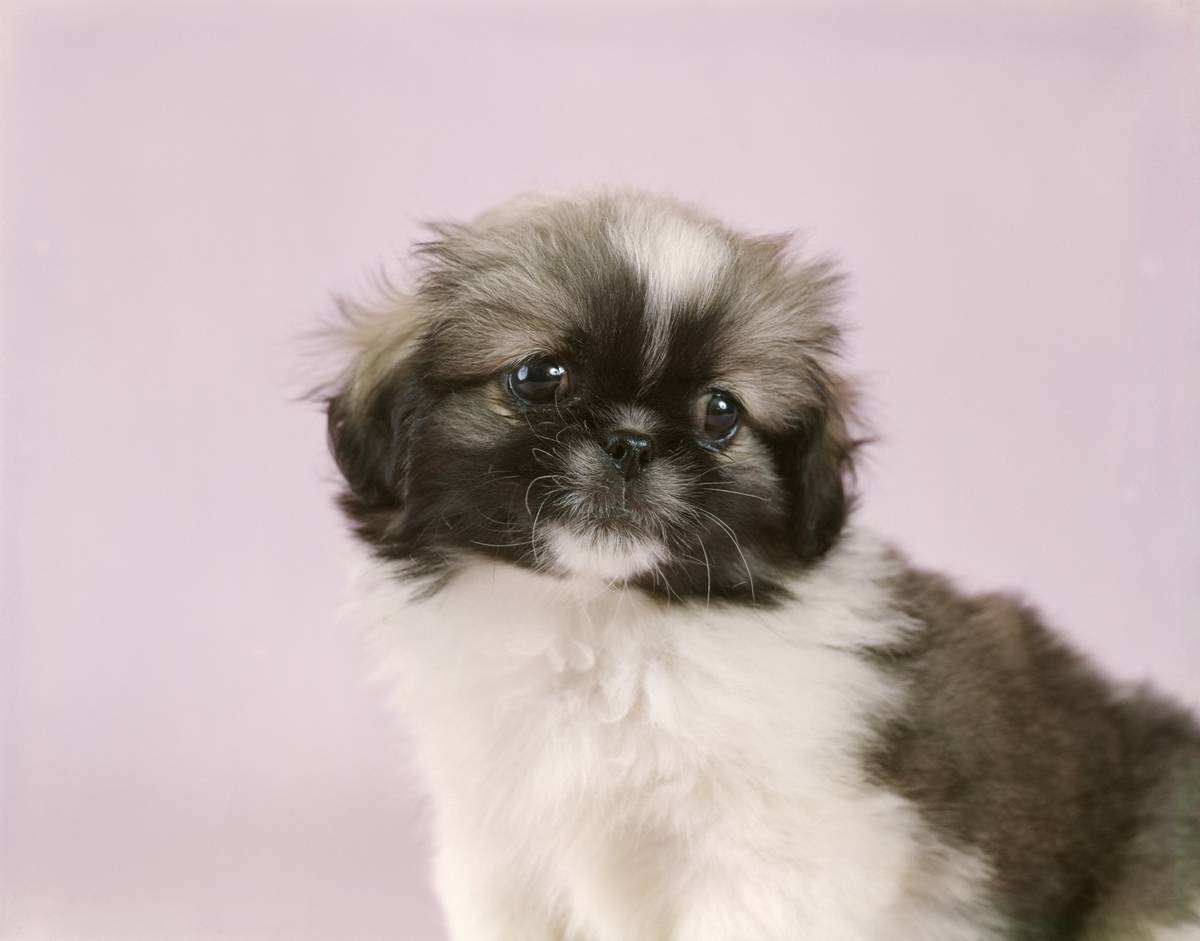 CUTE PEKINGESE PUPPY...