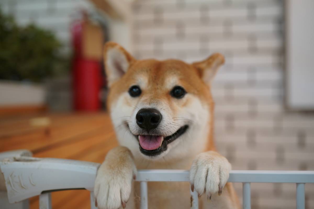 dog-shiba-inu-2022-07-12-05-43-45-utc