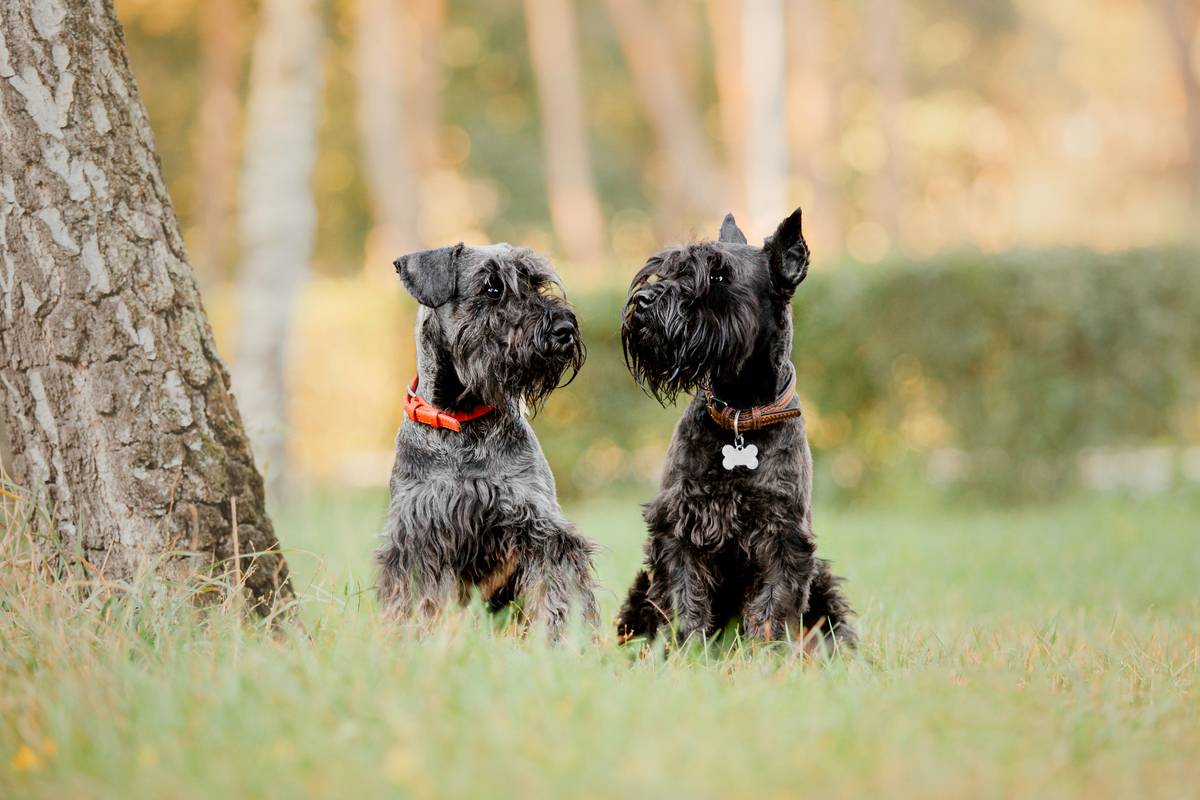 miniature-schnauzer-dog-running-autumn-park-2022-08-11-20-29-28-utc