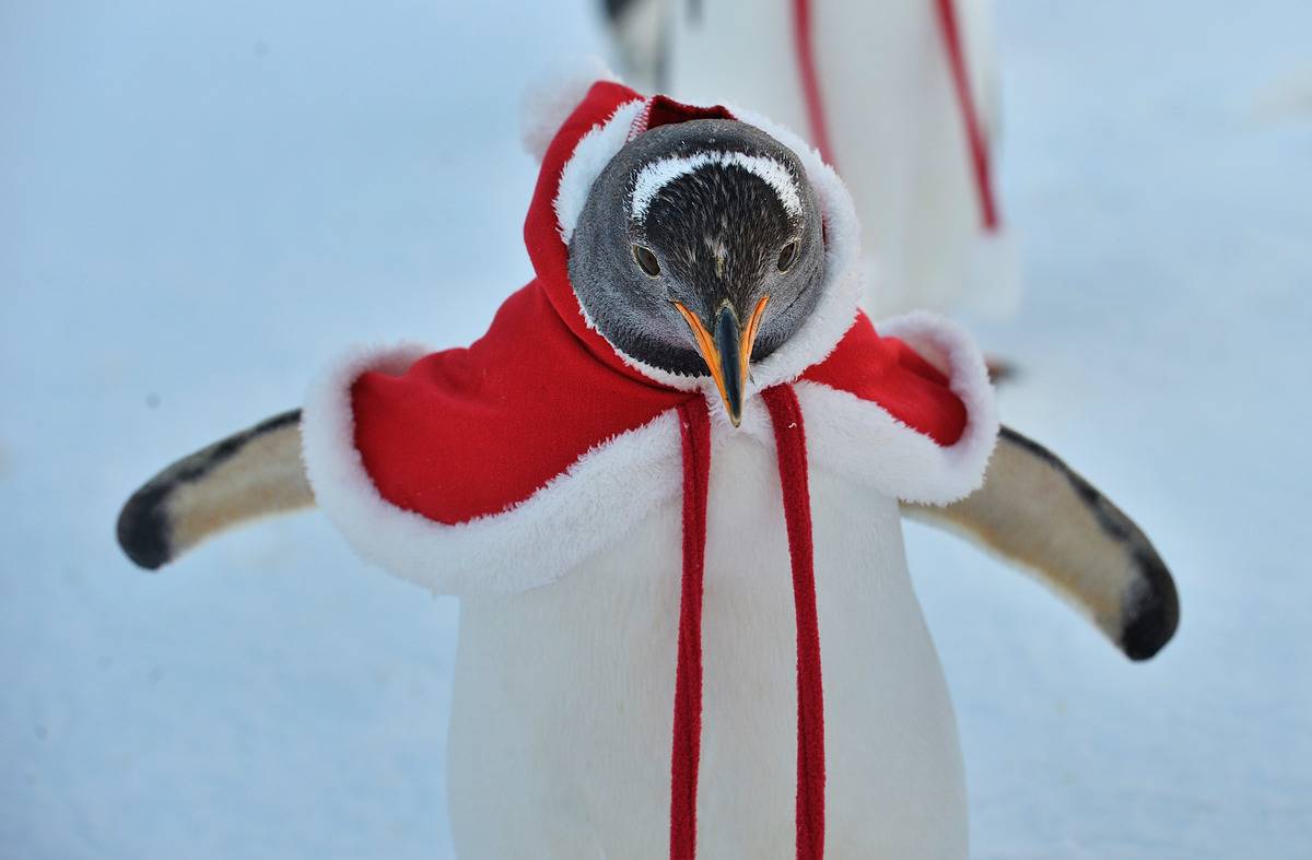 Penguins Dress Up For Christmas At Harbin Polarland