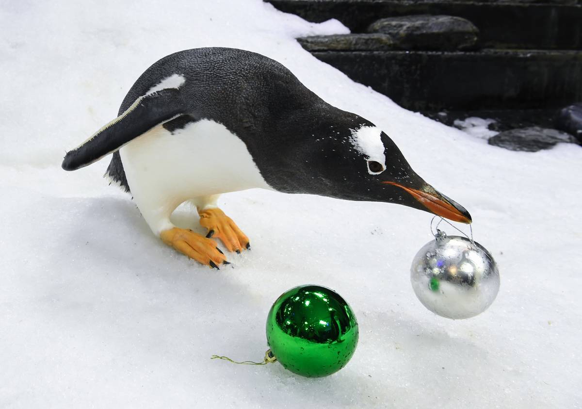 Penguins Play With Christmas Baubles At Sea Life Sydney Aquarium