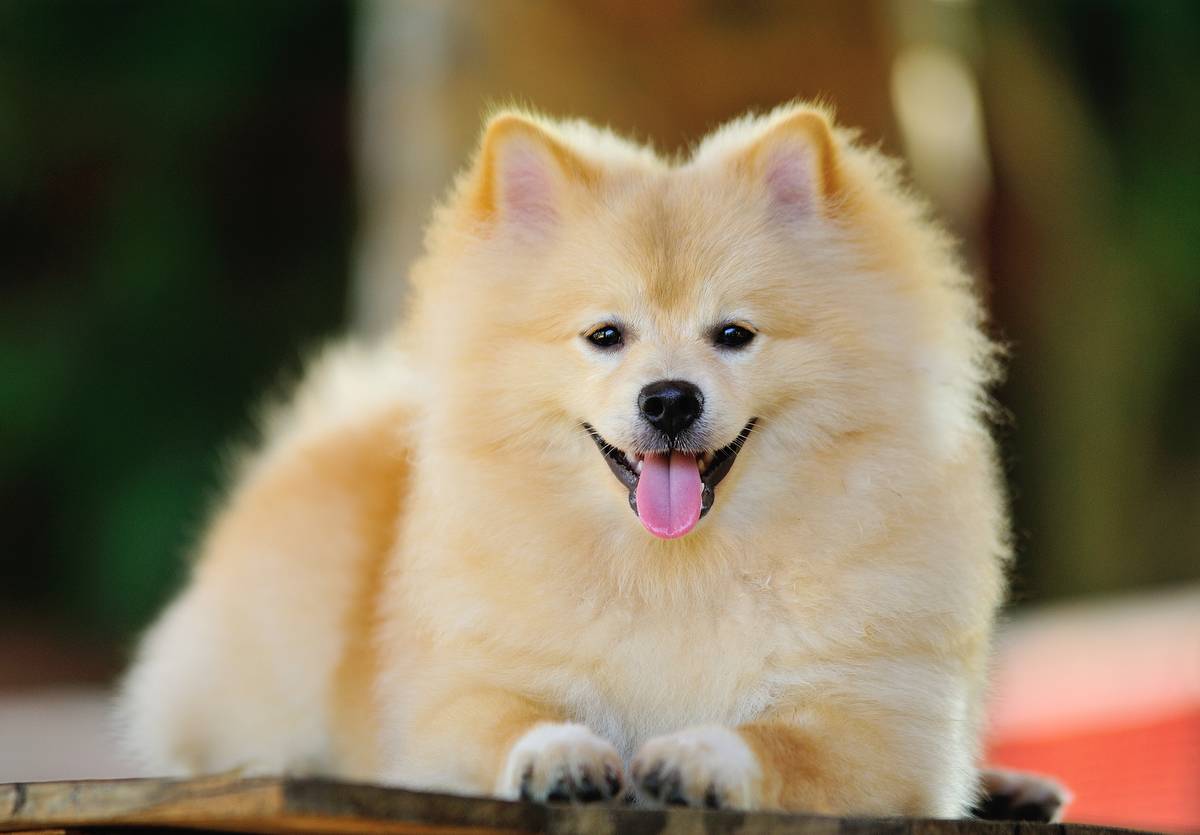 pomeranian-spitz-dog-2021-09-03-19-03-53-utc