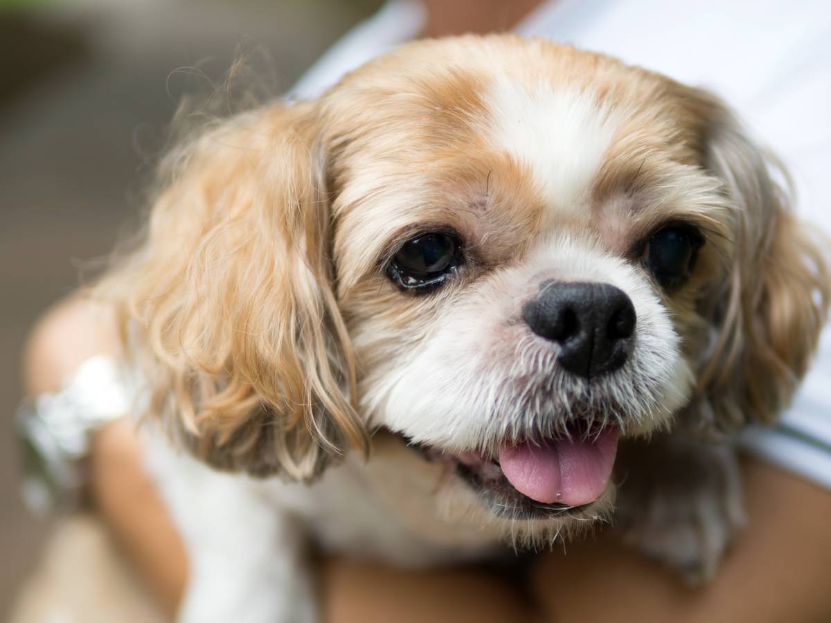 portrait-of-a-cute-shih-tzu-dog-2022-12-16-12-30-34-utc