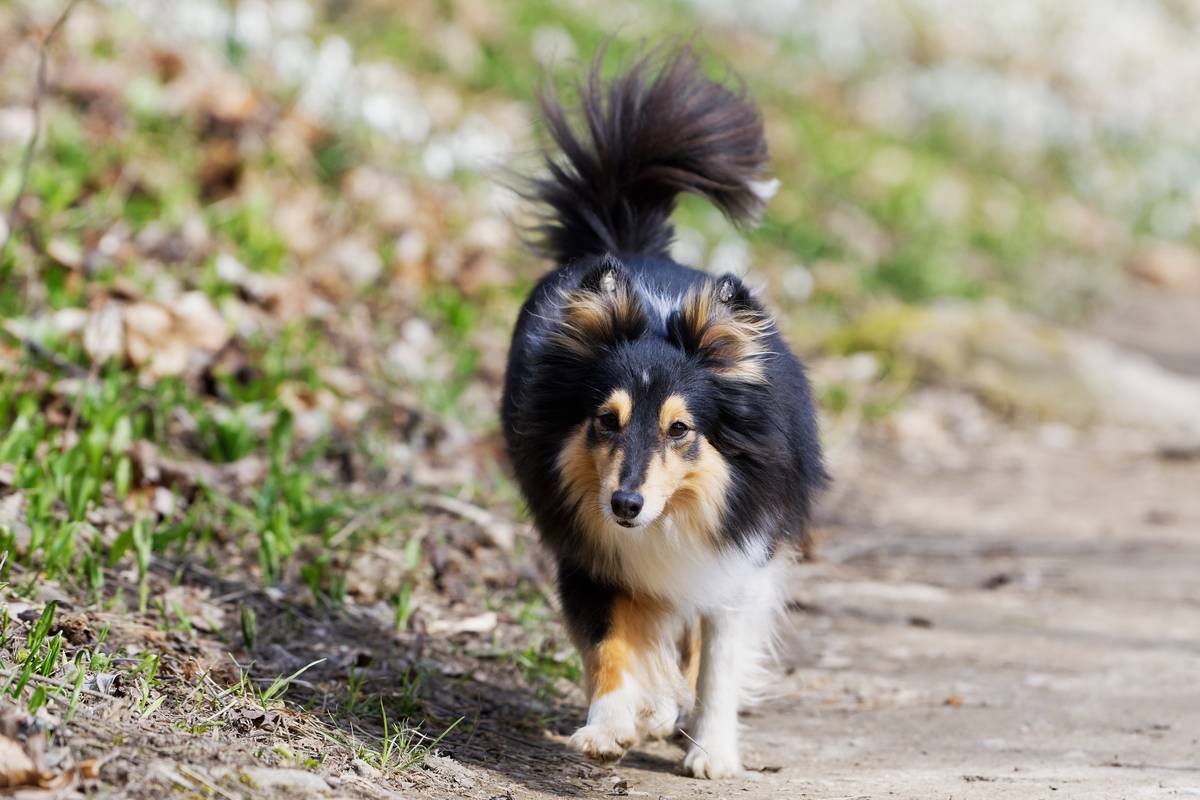 tricolor-shetland-sheepdog-walking-on-the-road-2021-09-01-23-15-51-utc