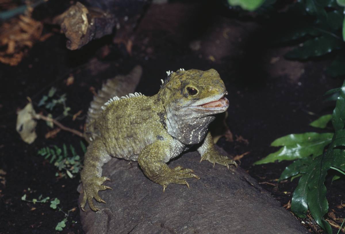 Tuatara, Stephens Island, New Zealand
