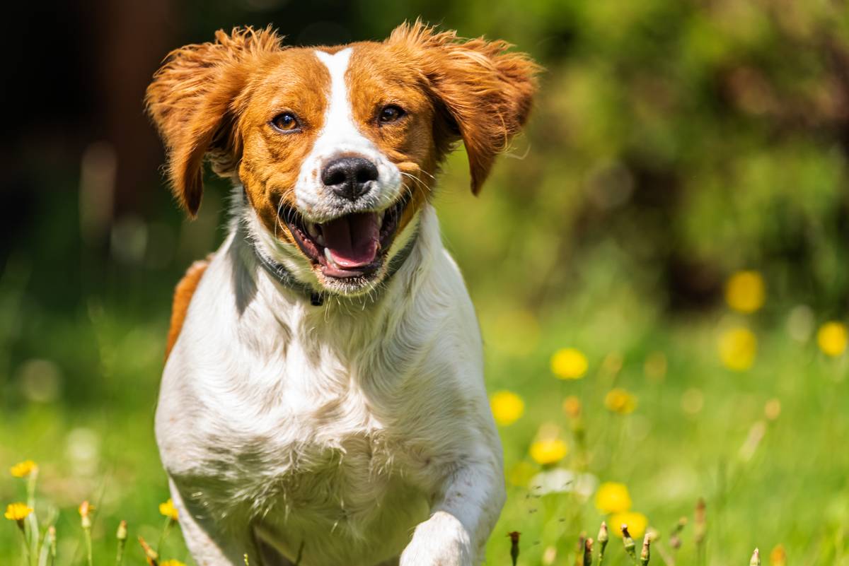 brittany-dog-spaniel-female-puppy-running-towards-2021-08-28-13-02-10-utc